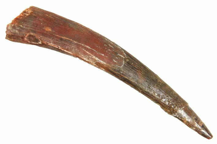 Fossil Pterosaur (Siroccopteryx) Tooth - Morocco #298531